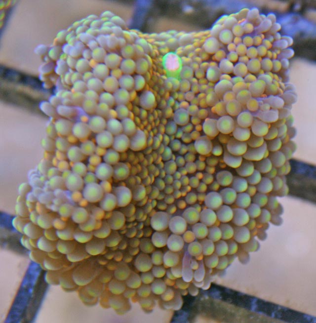 Premium Tri-Color Florida Ricordea Coral