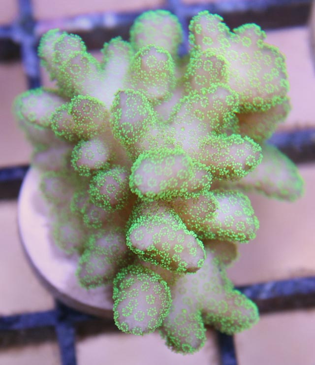 This aquacultured bright green Stylophora coral prefers strong, swirling water currents.