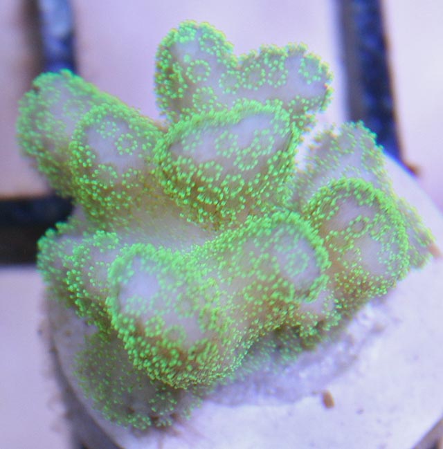 Aquacultured Bright Green Stylophora Coral