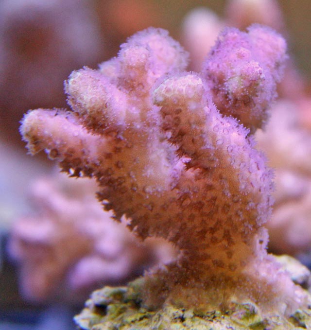 Pink coloration in this aquacultured Pocillopora coral is caused by the pigment pocilloporin.