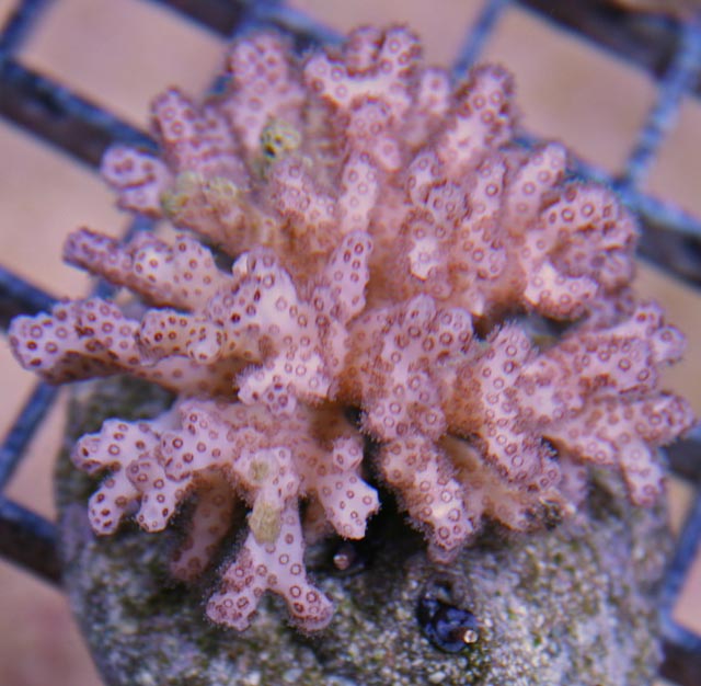 Aquacultured Pink Pocillopora Coral