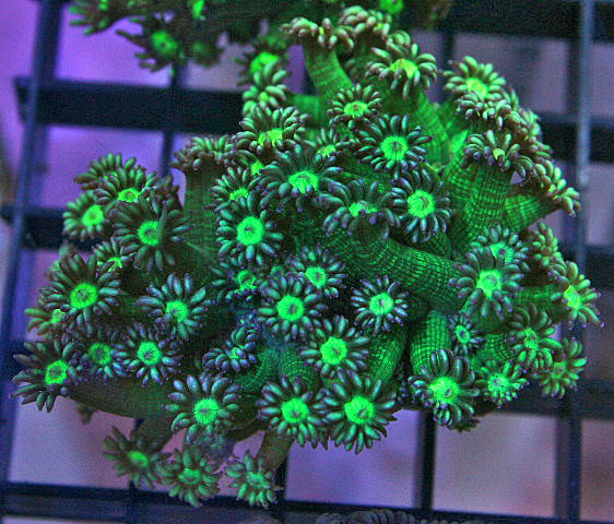 This green Goniopora sp. has 24 tentacles on each polyp.