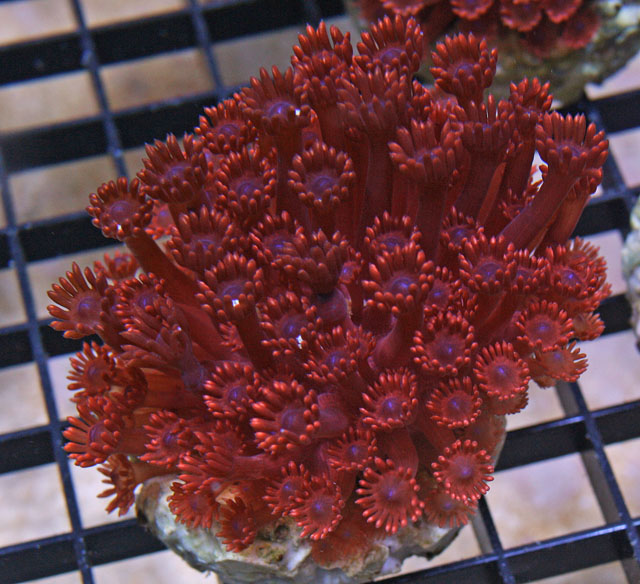 This red Goniopora flower-pot coral is an aquacultured variety.
