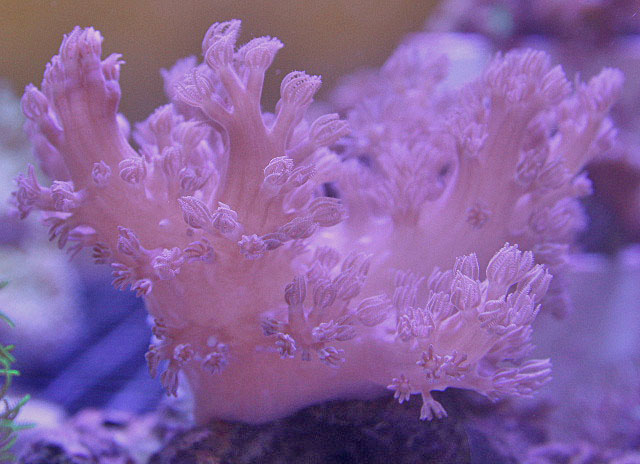 Australian Blue Xenia Coral