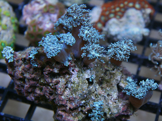 Aquacultured Blue Xenia Coral