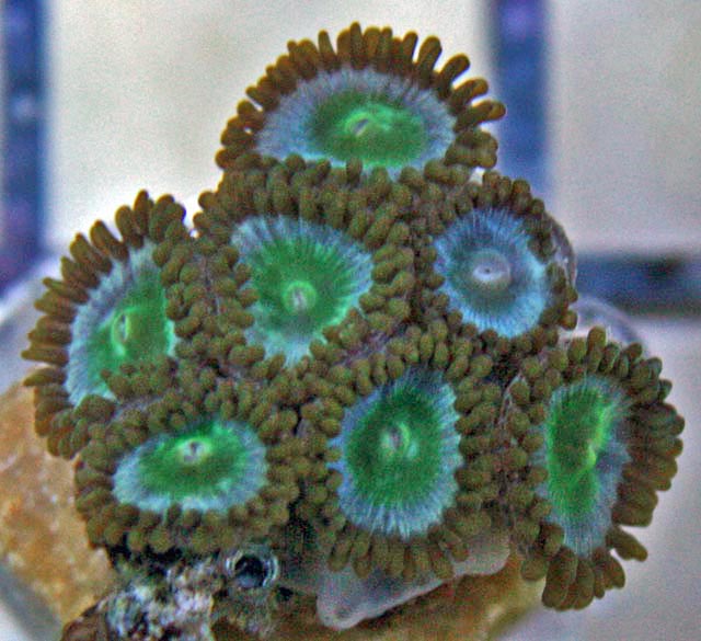 Blue & Green Vice Zoanthid coral.  Note the smaller polyps in comparison to Palythoas.