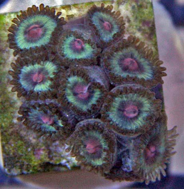 Blue & Pink Vice Zoanthid coral.  It's not hard to see why they are called button polyps.