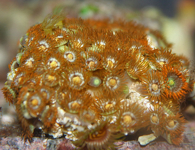 Some hobbyists call zoanthids the dandelions of the ocean.