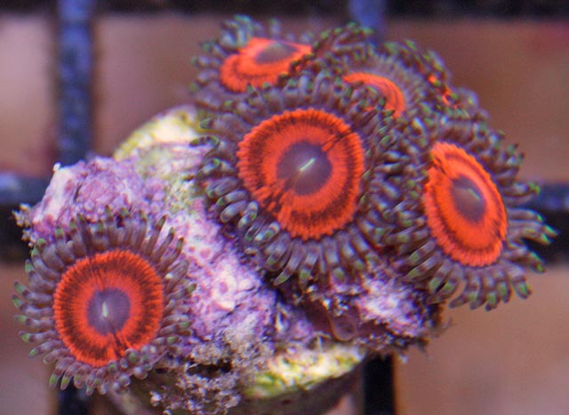 Aquacultured Devils Armor Zoas Coral, note the sphincter muscle surrounding the oral opening.