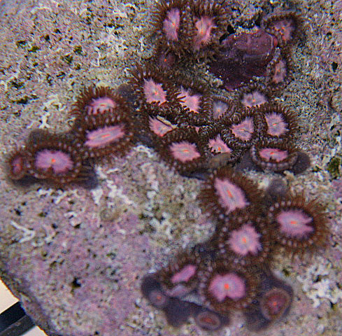 Notice the polyps emerging from the coenenchyme on these pink Rosemarie zoanthids.