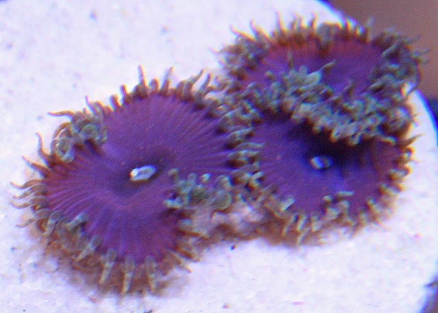 Aquacultured Purple Death Palythoa Coral